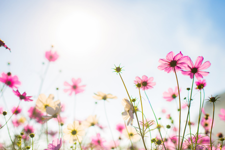 sweet color cosmos flowers in bokeh texture soft blur